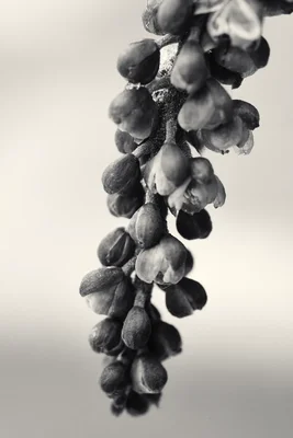hanging flower spike with small clustered blooms